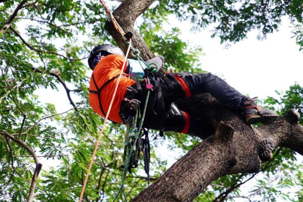 equipment_tree_work